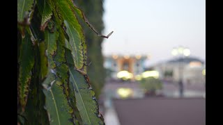 Walking Tour of Al Alam Palace | Peaceful Encounters | Muscat, Oman | 2020