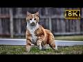 8K Cats Screensaver (2 Hours) - Silent Ultra HD Static Photo Slideshow | Mono Chrono