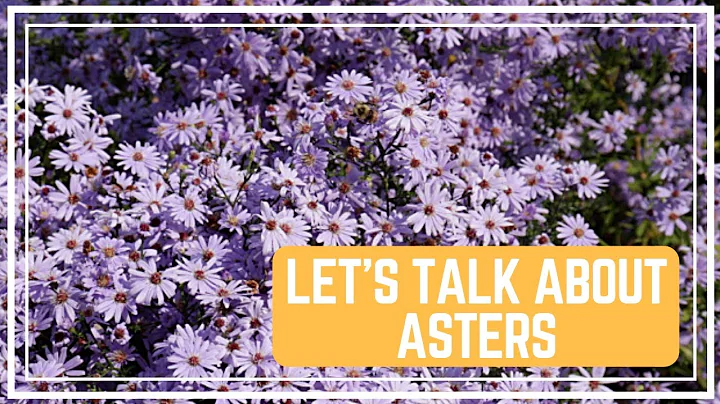 Lets Talk About Asters / Colorful Gardener