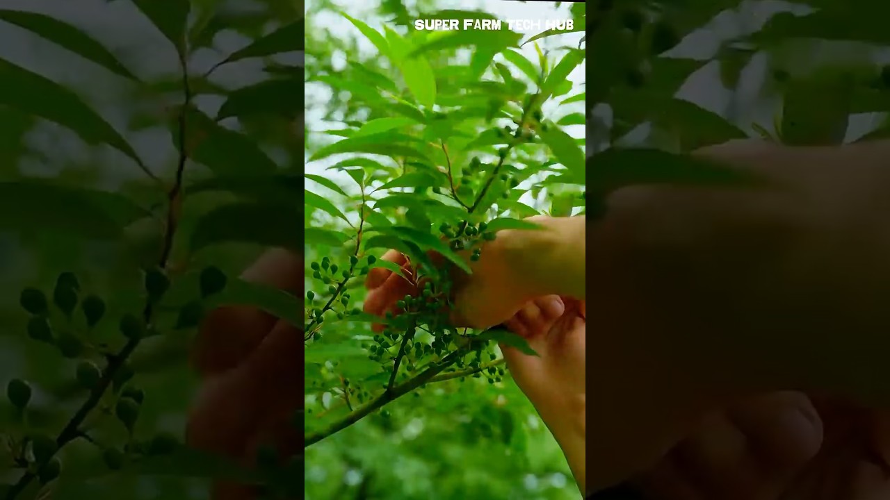 Harvesting Wild Pepper from the Forest to Use as Spice 