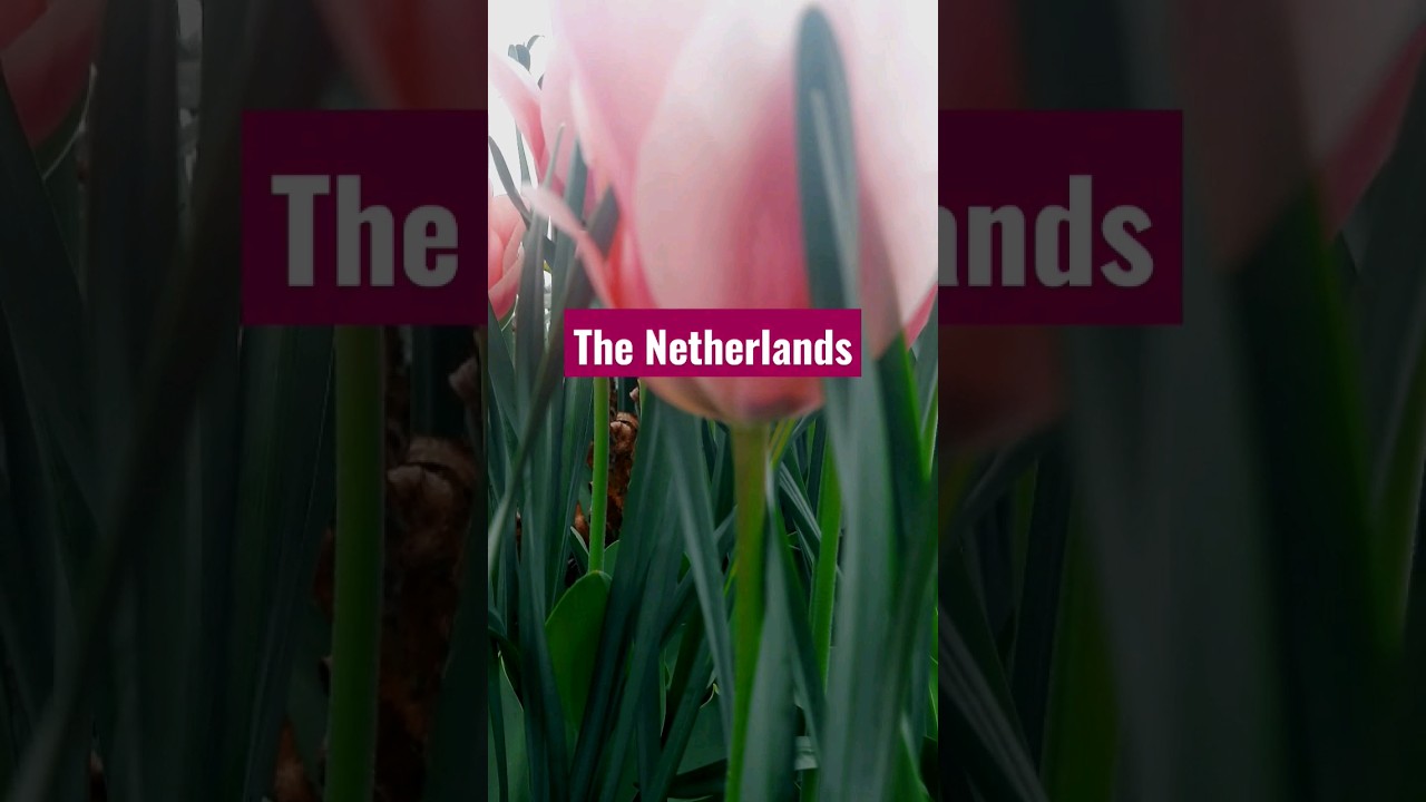👉🌍🏰  The Mini Netherlands in Canada🇨🇦 | Dutch flower Tulip in Canada 