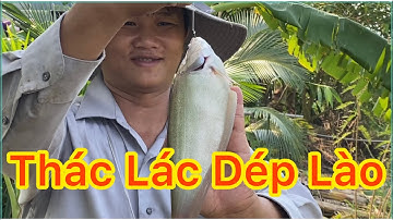 CÂU CÁ RÔ ĐỒNG CÁ THÁC LÁC THIÊN NHIÊN