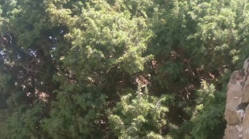 تلاوة هادئة لسورة الفجر بصوت القارئ فارس عباد