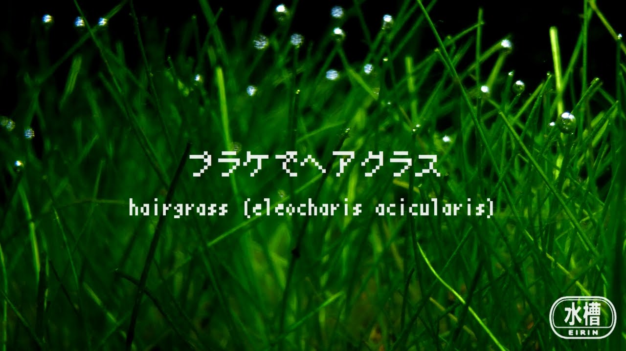 プラケでヘアグラス 田んぼの水草 Youtube