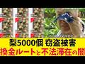 農業を潰す不法滞在と不正転売。梨大量盗難事件から見る社会の欠陥