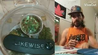 Pollen Nation Cultivation, Flower Review, Impossible Astronaut Super Lemon Og