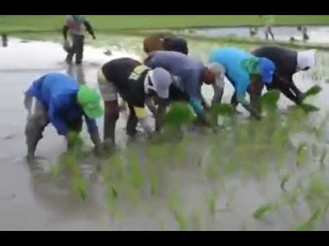 Khortha geet dhan ropa