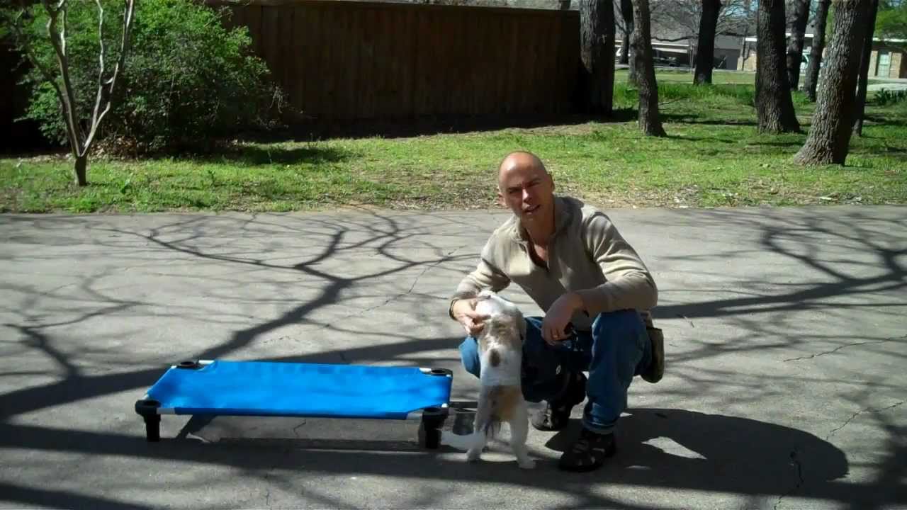 Dallas dog training | Redeeming Dogs | Dexter - Cavachon | Tod McVicker - dog trainer