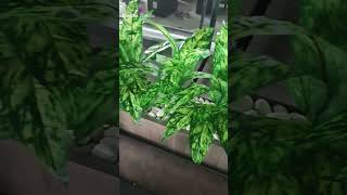 Tanaman Artificial Box Planter Di Mas Grup