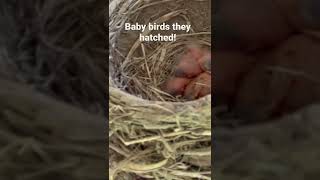 Baby Birds! #shorts