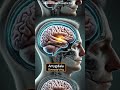 Boost Your Memory & Emotions: How Meditation Changes Your Brain #trending #facts #usa