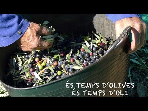 Vídeo: Com S’obté L’oli De Llinosa