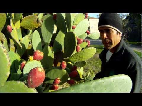 How To Eat A Prickly Cactus Pear