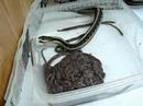 amphibians nedir Worms Again! Part 2