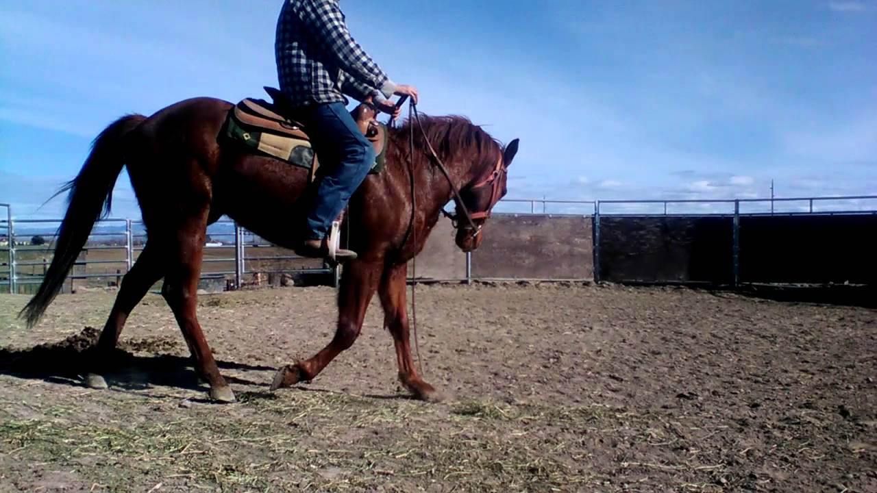 Baby reining training YouTube