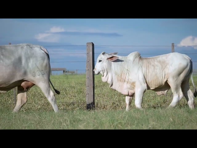 Lote 29 - Leilão Virtual Super Nelore - 2ª Edição - Matrizes