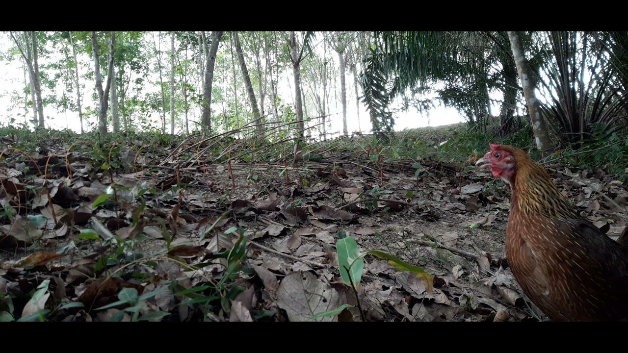 ต่อไก่ตัวเมีย..สายทิวา