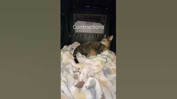 Birthing kittens CONTRACTIONS #1