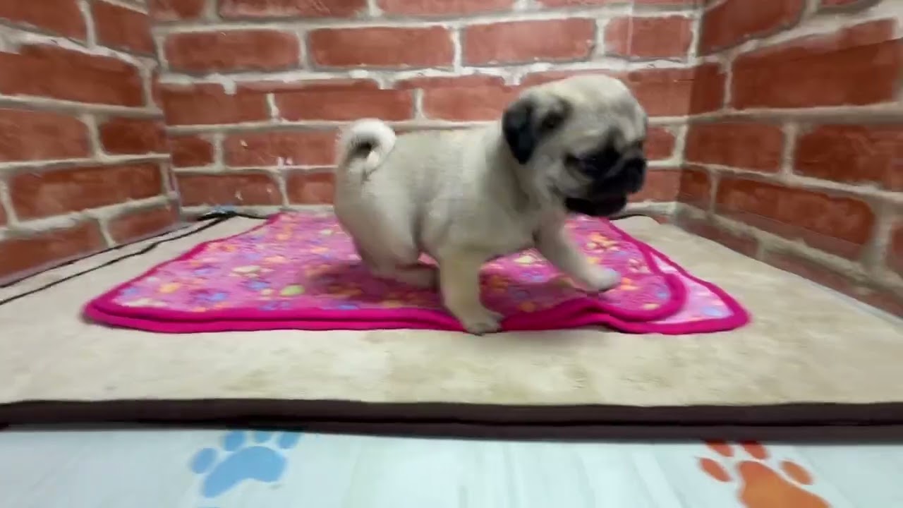 ペットショップCOO&RIKU No.00742505 パグ - YouTube