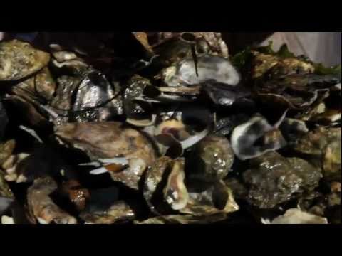 Beyond the Kitchen: Island Creek Oyster Farm