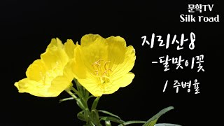 (영상시) 지리산8 - 달맞이꽃  / 주병율 시인