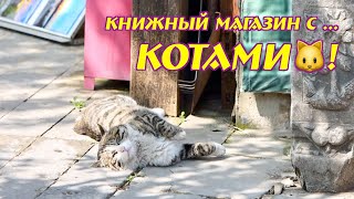 Книжный магазин с ... котами!