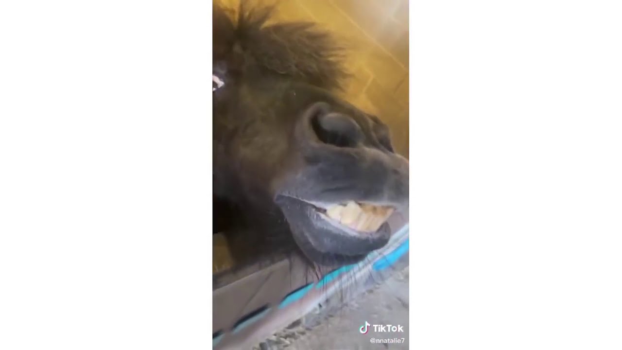 Miniature Horses Of Tik Tok YouTube