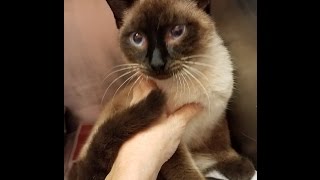 Si a gorgeous seal point Siamese rescue