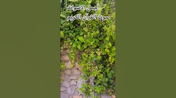 قران كريم❤️🤲 بصوت جميل للشيخ عبد الباسط عبد الصمد ما تيسر له من سورة مريم 😍 #اكسبلور #المصحف