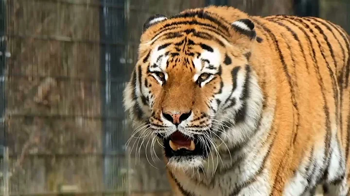 Unique Tigers Collection 8K HDR 60FPS ULTRA HD