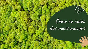 Como fazer muda de musgo azul?