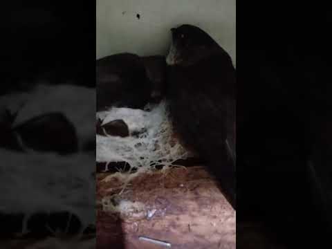 Suara inap Burung Walet Asli