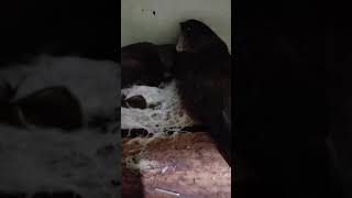 Download Lagu Suara inap Burung Walet Asli MP3