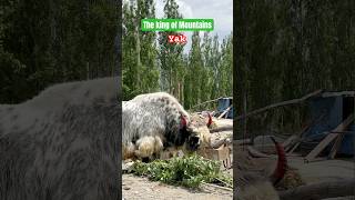 The King of Mountains 🐂🏔️ | Yak Qurbani in the High Mountains of Pakistan #Yak #Qurbani