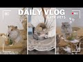 A regular day with pets  pet vlog