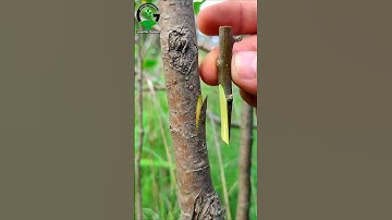 Apple tree grafting techniques | Fruit plant grafting technique successful #shorts #satisfying #diy
