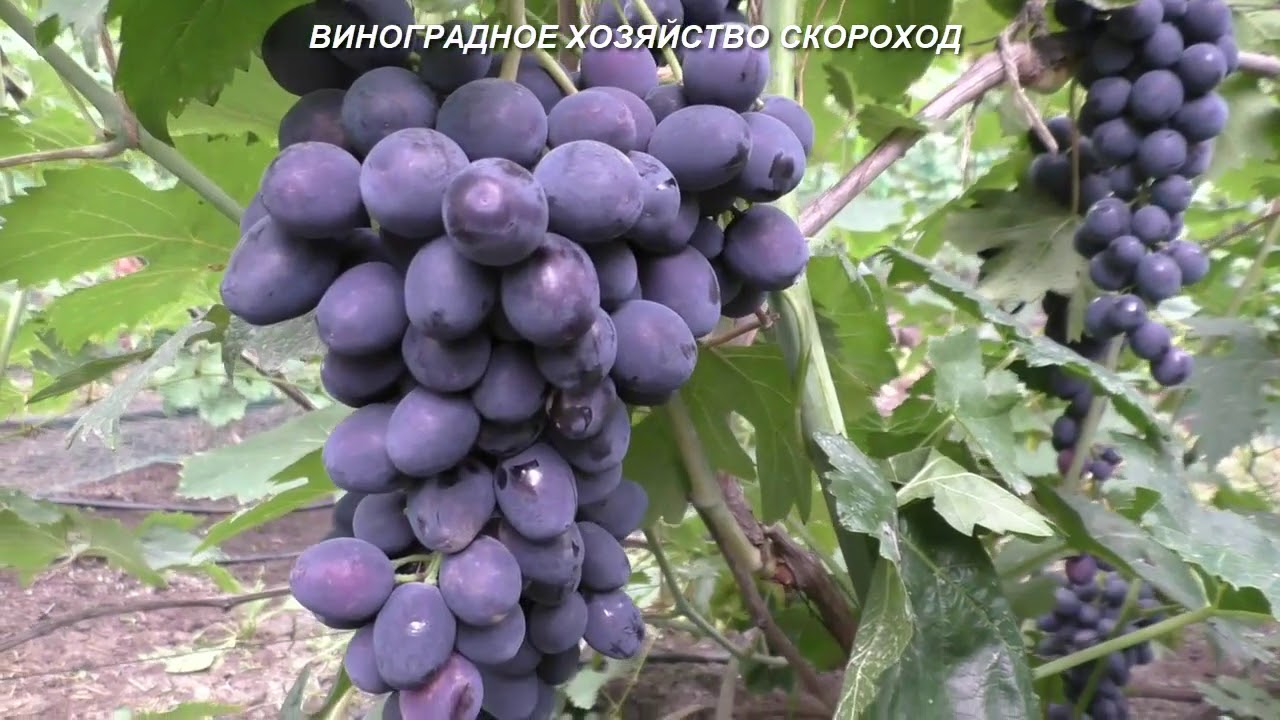 Виноград Гелиодор Фото