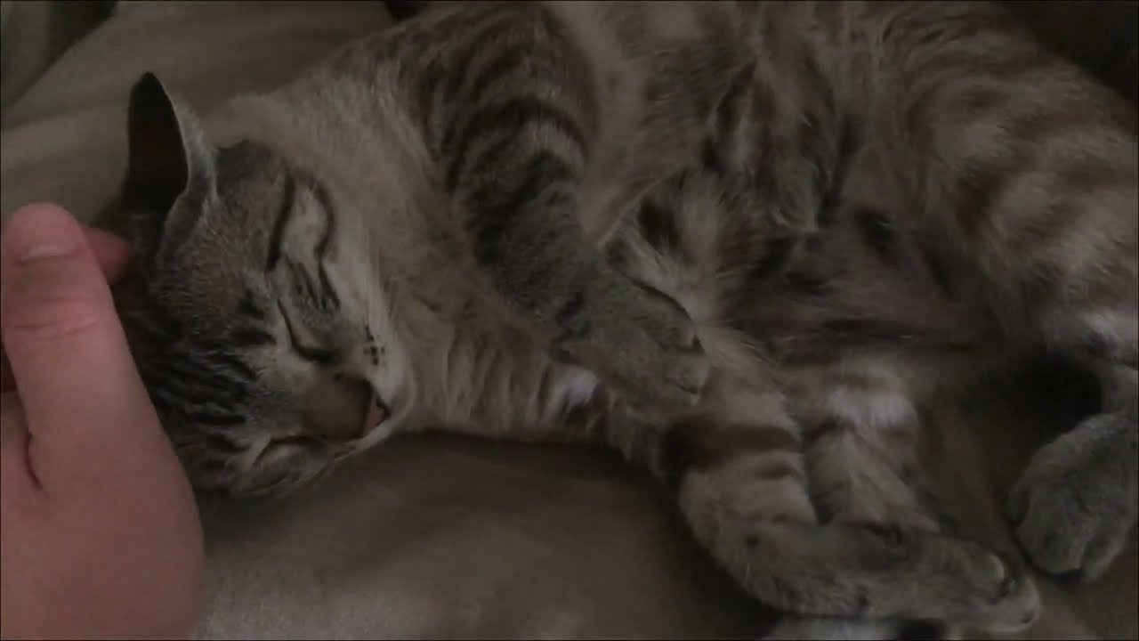 I love to pet my cat