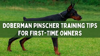 Doberman Pinscher Training Tips for FirstTime Owners