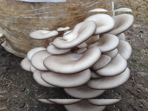 Повторное использование грибных блоков / Выращивание грибов / Как продлить плодоношение блока