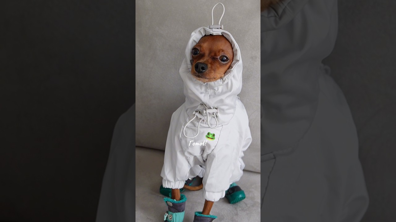Одежда на дождливую погоду для маленьких собак 🌧️🐸 