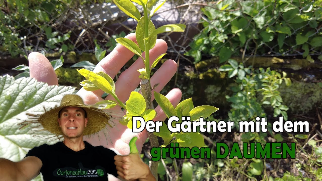 Kaki Chinebuli: Winterharte Sorte für den eigenen Garten?