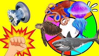 RULETA SORPRESA de ANIMALES MARINOS | ANIMALES DEL OCEANO | Ruleta de Animales