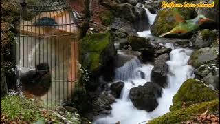 Suara Pancingan & Kolaborasi Kicau  Murai Batu Vs Cucak Rowo Gacor @kicauburungchannel374