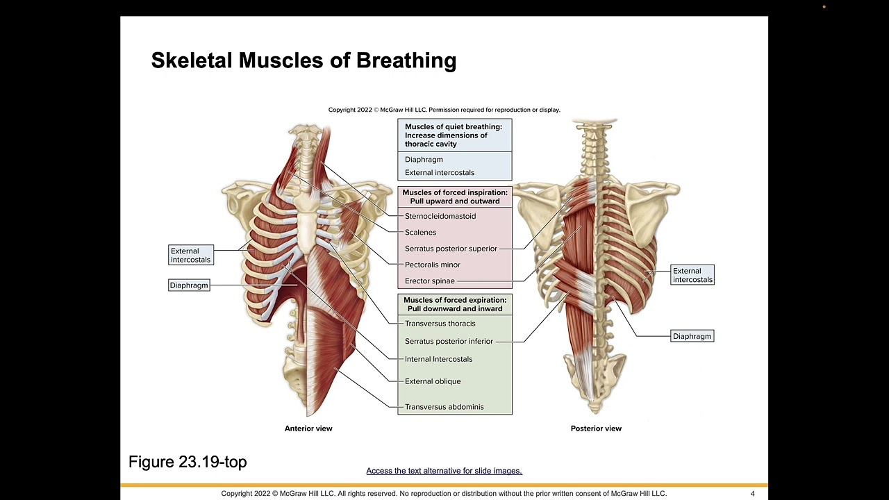 Chapter 23 Respiratory Physiology SC1