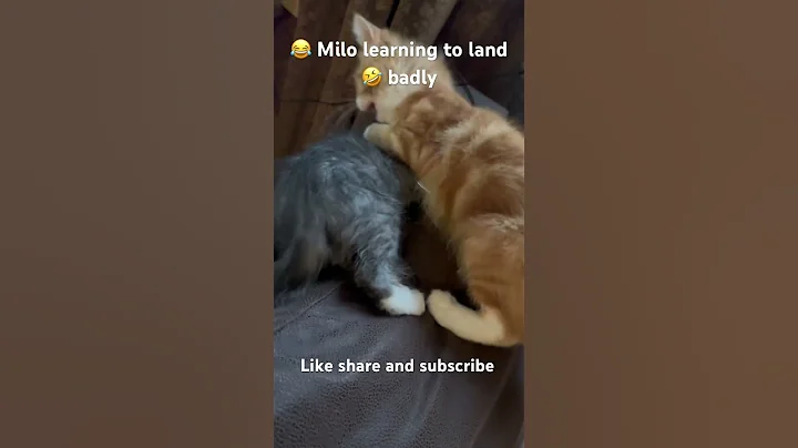 Watch the video about Cat falling of sofa #cats #kitten #shortvideo #viral #viralvideo #animals #video #love #mainecoon