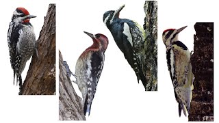 4 Species of Medium Sized Woodpeckers : Sapsuckers | Genus: Sphyrapicus, Family: Picidae