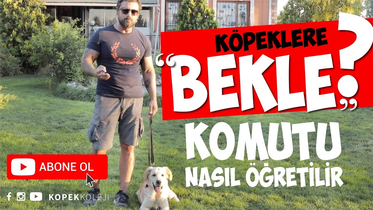 Kopeklere Bekle Komutu Nasil Ogretilir Youtube