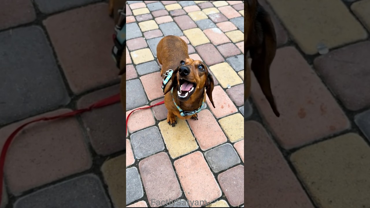 When Shubham Refused to Ride the Swing 🎢 