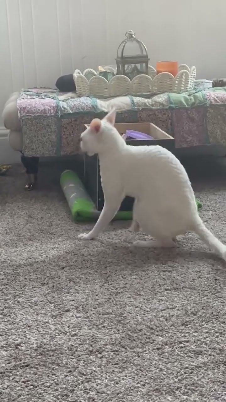 I find my cat sitting like she’s at a bar waiting for someone everyday. I find it so funny ?